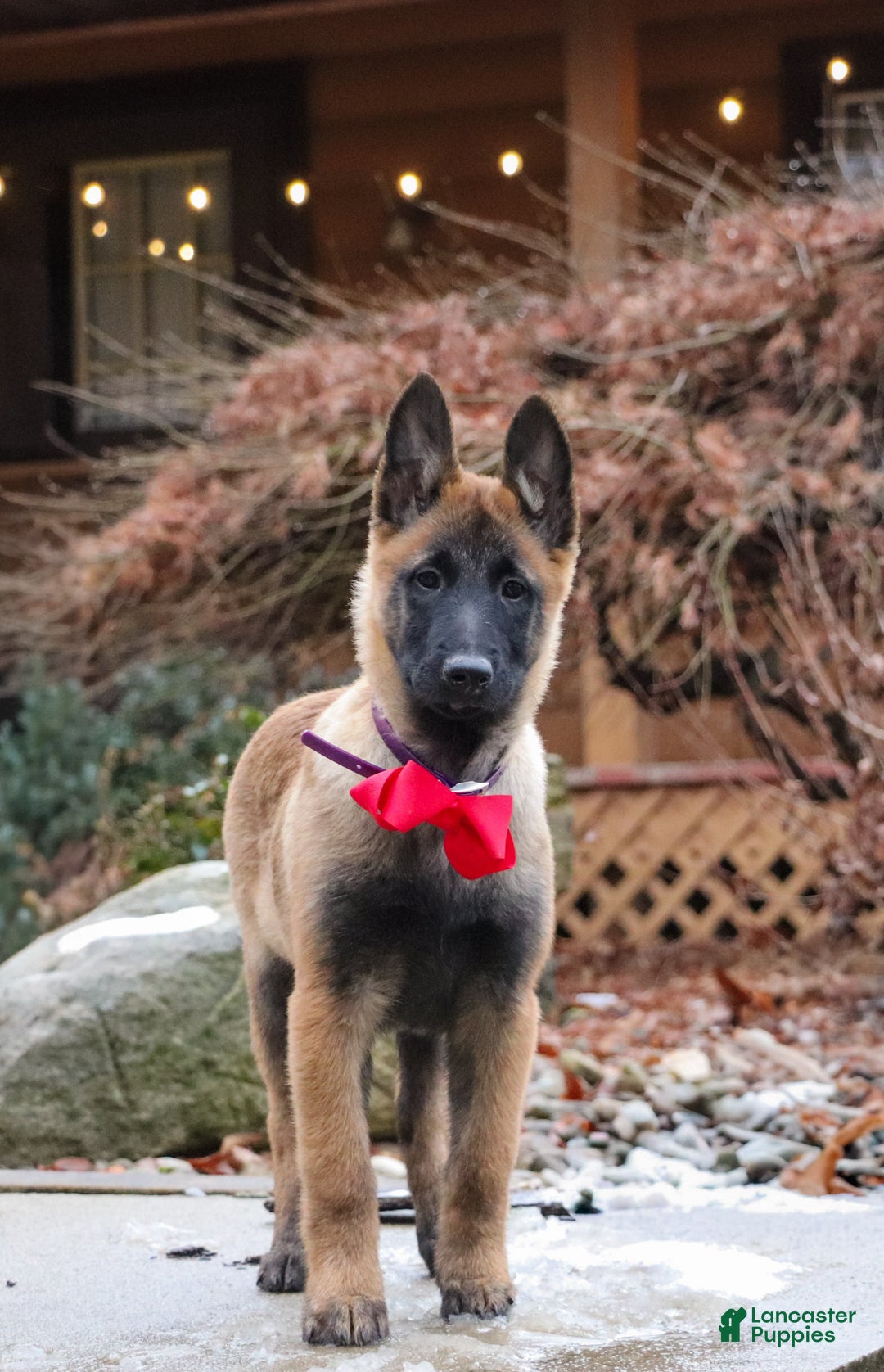 Belgian Malinois dogs for sale: Halo - Ad 6