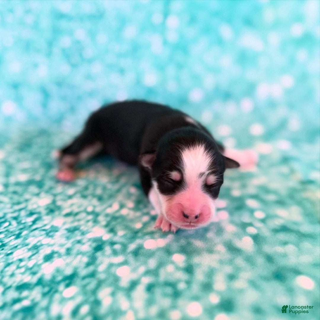 Pomsky dogs for sale: Zephyr - Ad 8