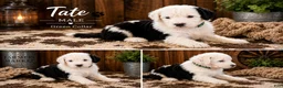Sheepadoodle dogs for sale: Tate - Ad 1