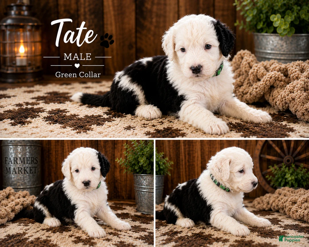 Sheepadoodle dogs for sale: Tate - Ad 1