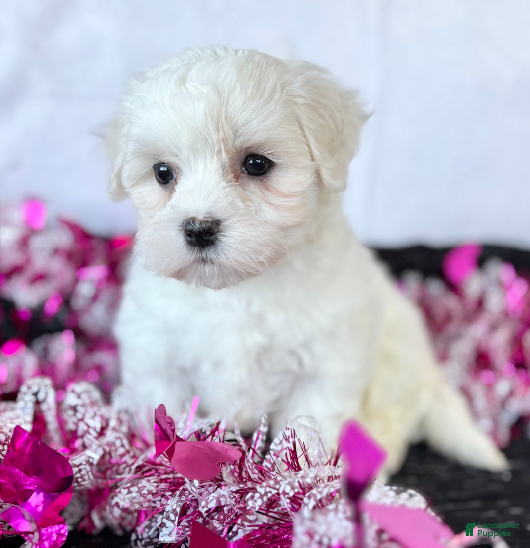 Maltese dogs for sale: Cara - Ad 2