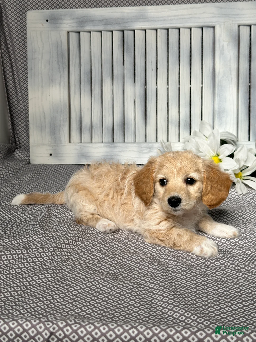 Mixed Breed dogs for sale: Callie - Ad 5