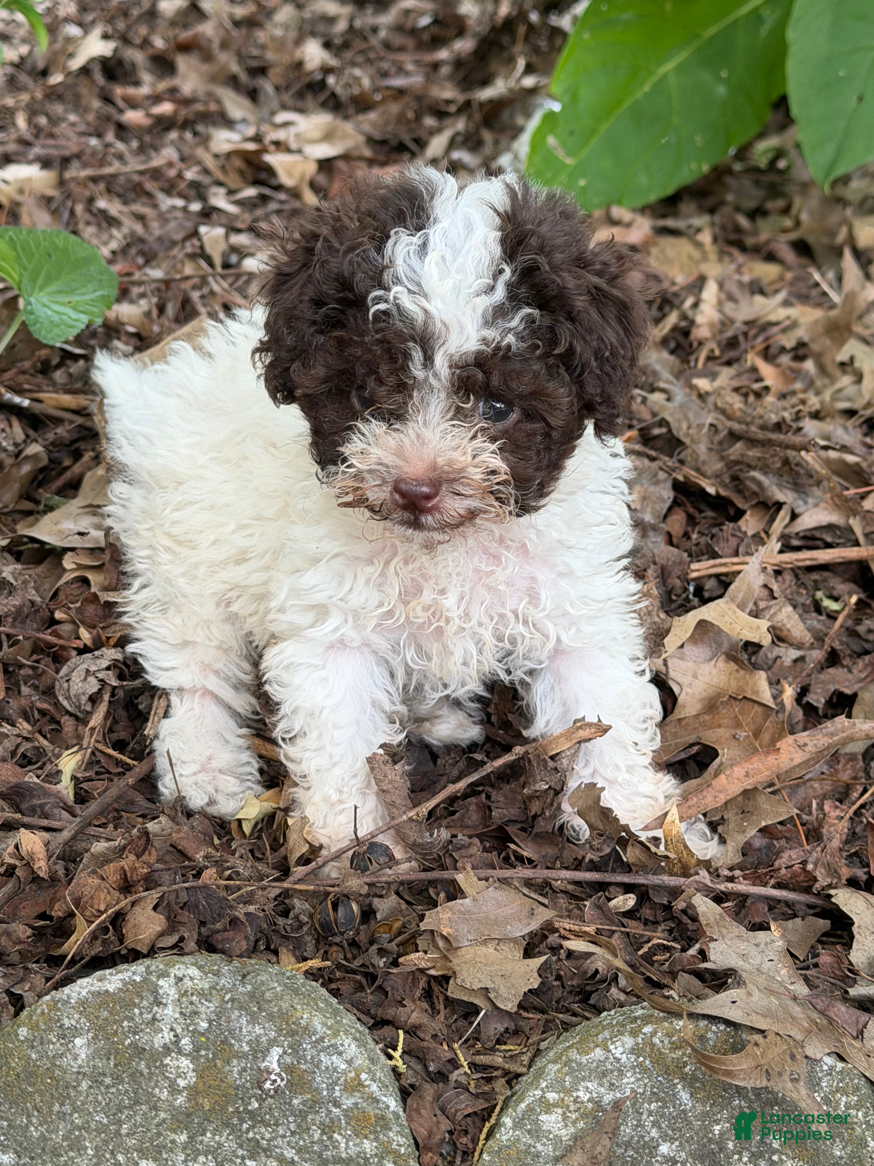 Toy Poodle dogs Lucy - Ad 1