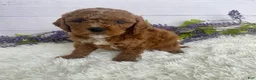 Miniature Poodle dogs for sale: Toby - Ad 1
