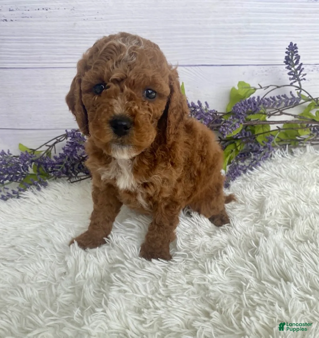 Miniature Poodle dogs for sale: Toby - Ad 1