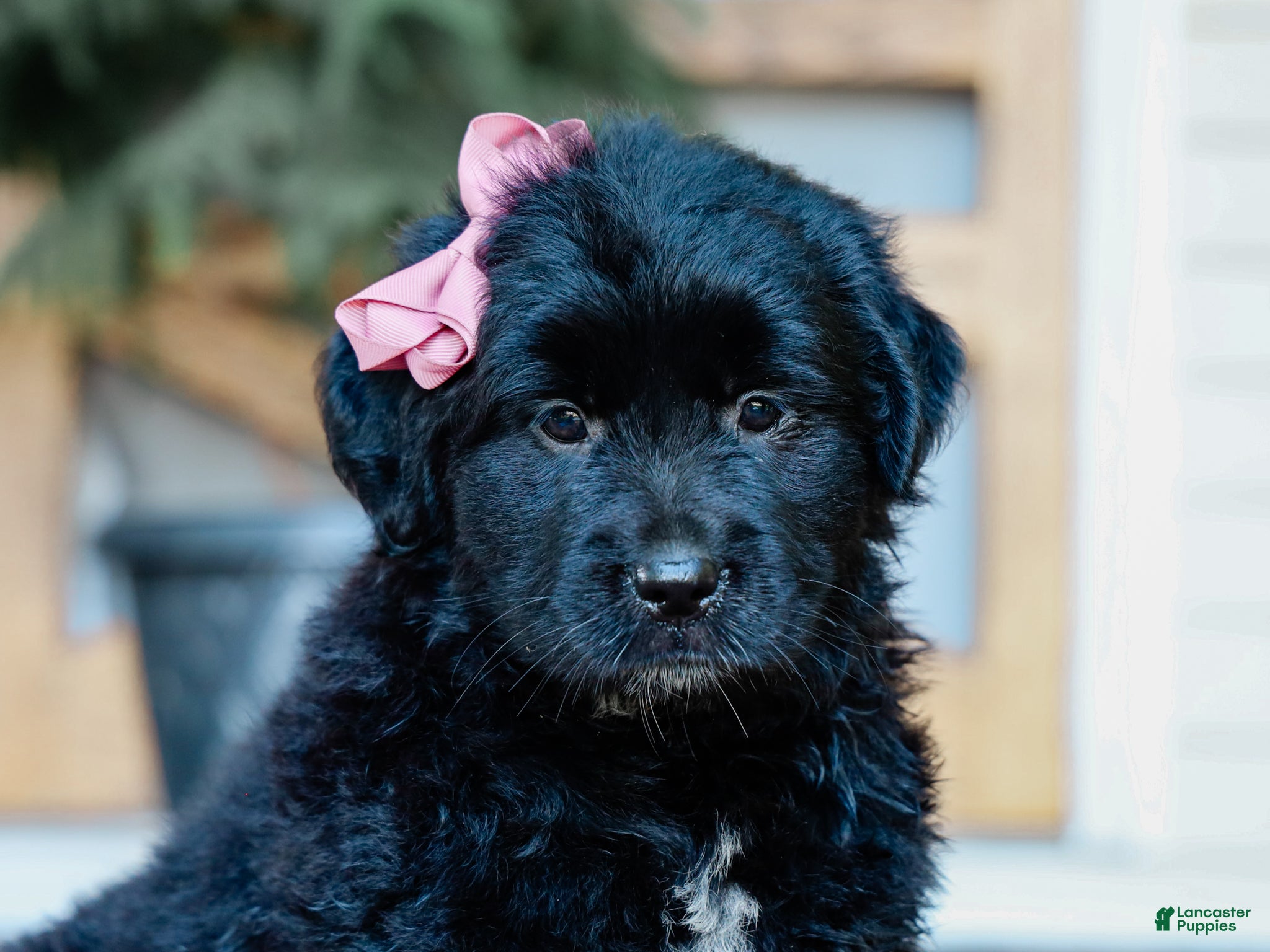 Mixed Breed dogs Chelsie Golden Retriever/Jug Pup - Ad 1