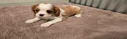 Cavalier King Charles Spaniel dogs for sale: Devon - Ad 3