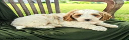 Goldendoodle dogs for sale: Brianna - Ad 3