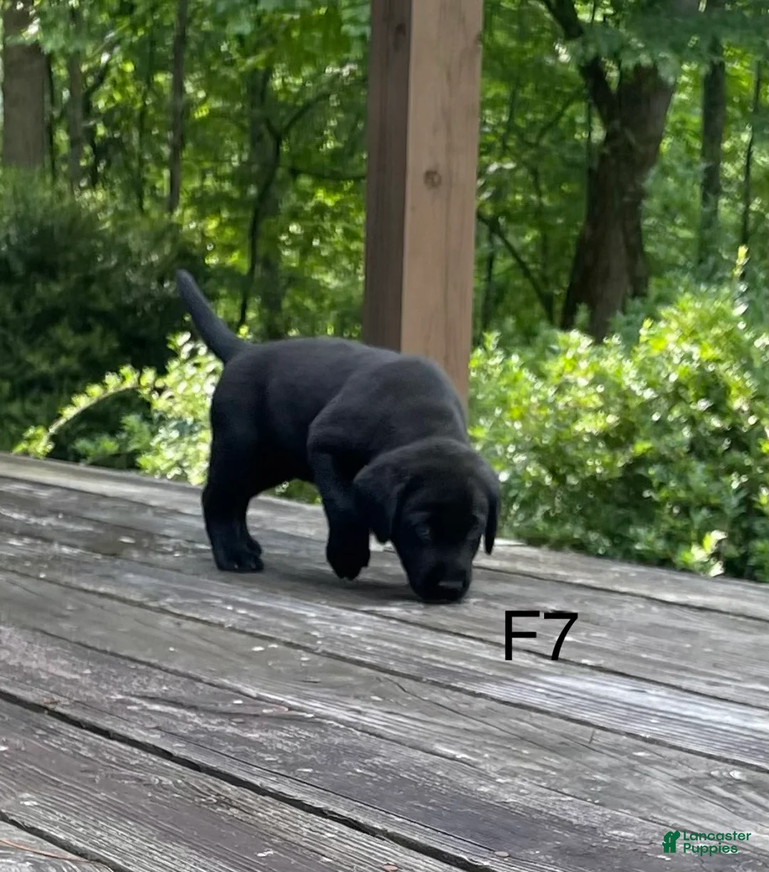 Labrador Retriever dogs for sale: Labrador Retriever 7 - Ad 2