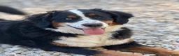 Bernese Mountain Dog dogs for sale: Bernese Mountain Dog 1 - Ad 2