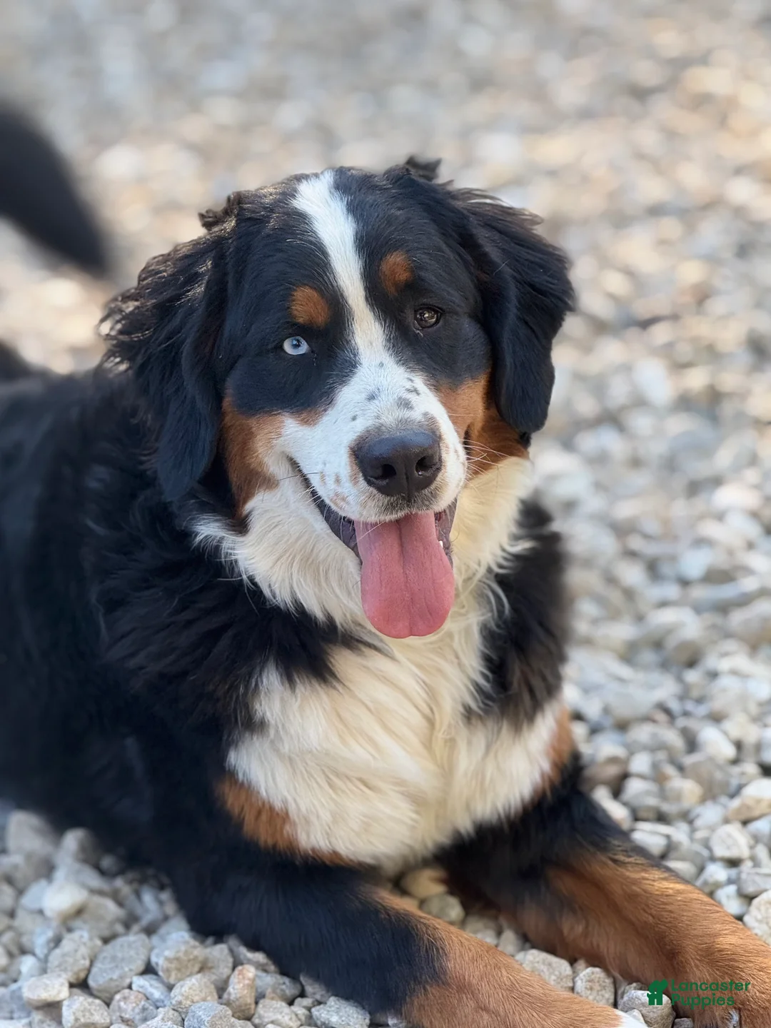 Bernese Mountain Dog dogs for sale: Bernese Mountain Dog 1 - Ad 2