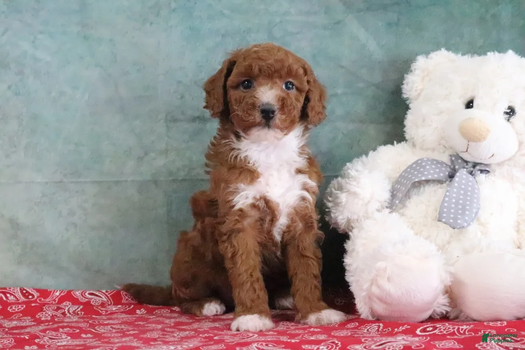 Mini Goldendoodle dogs for sale: Sally - Ad 2
