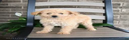 Havapoo dogs for sale: Angel Girl - Ad 5