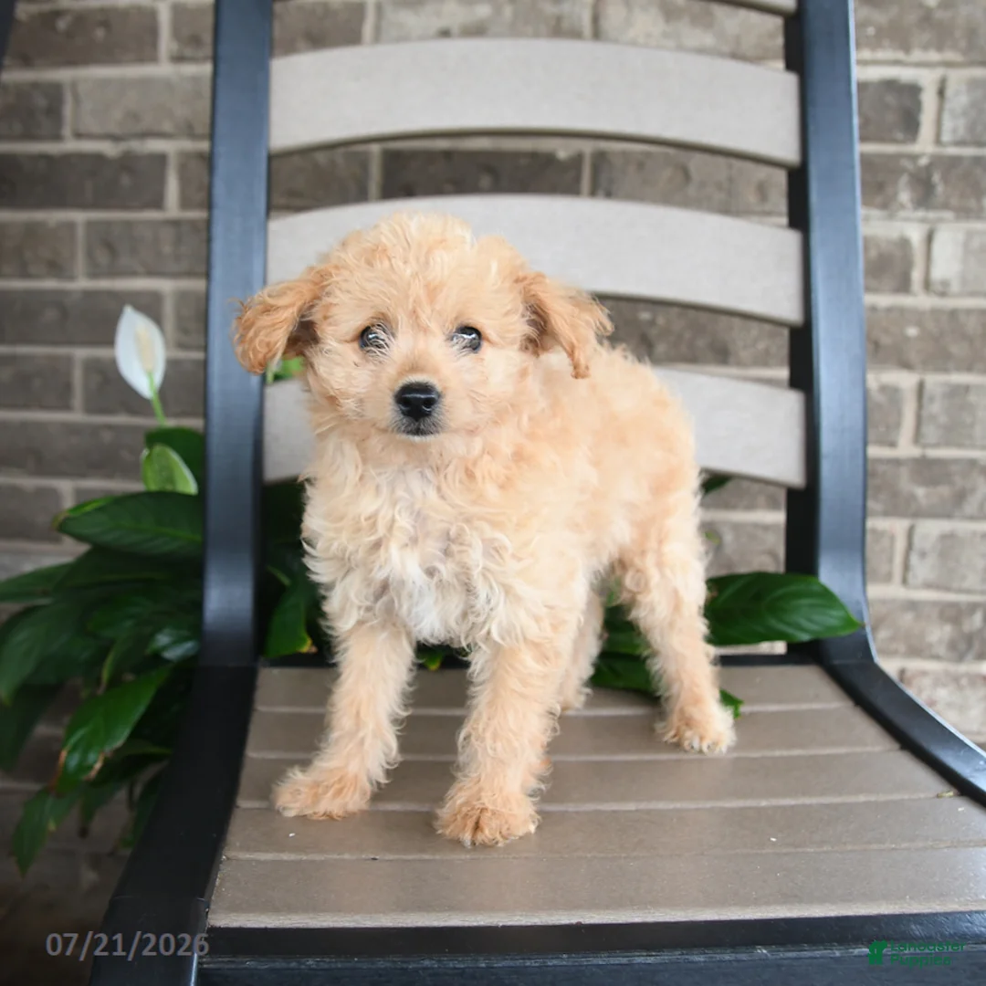 Havapoo dogs for sale: Angel Girl - Ad 5