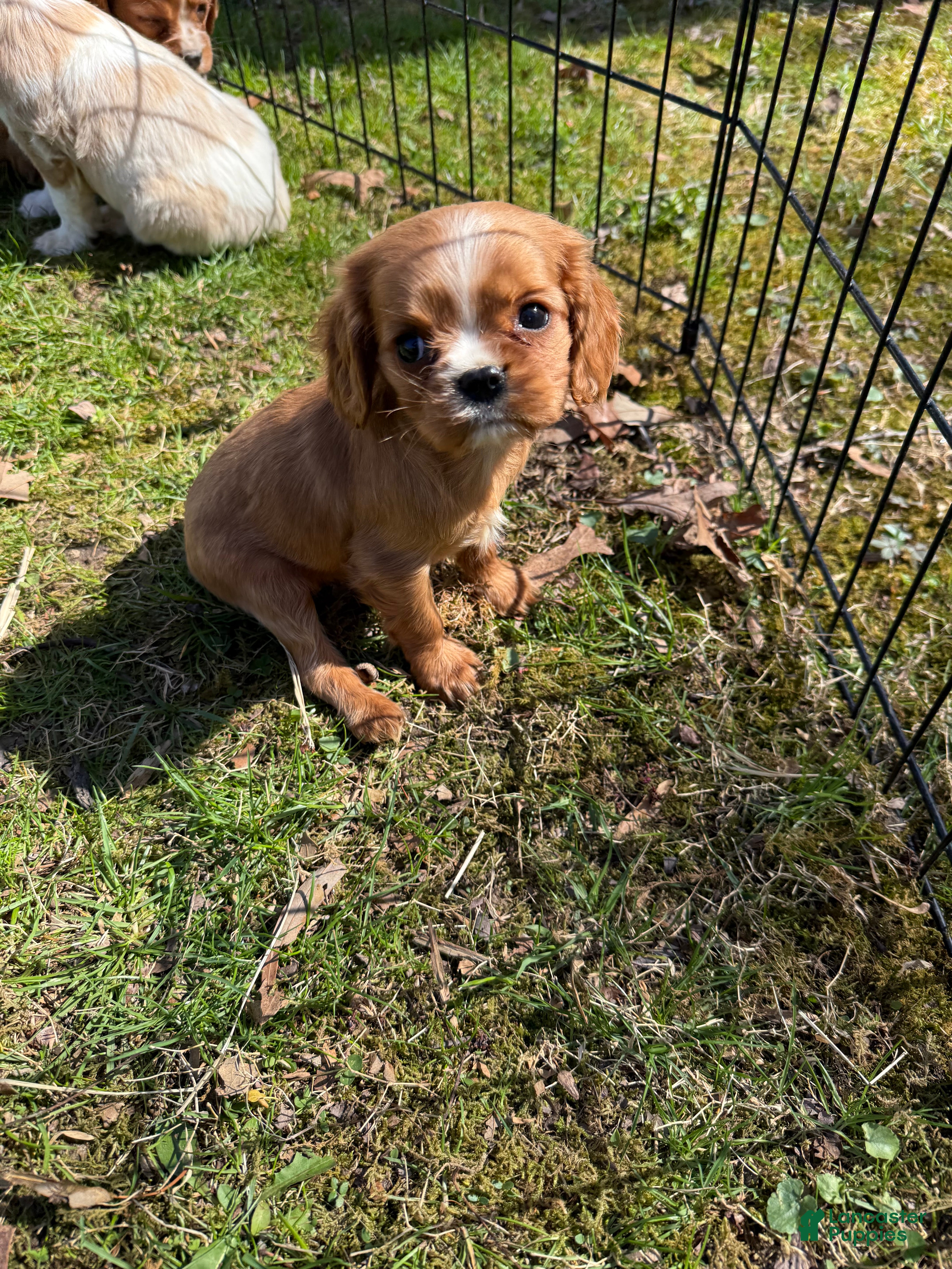 Cavalier King Charles Spaniel dogs Cavalier King Charles Spaniel Puppy 2 - Ad 2