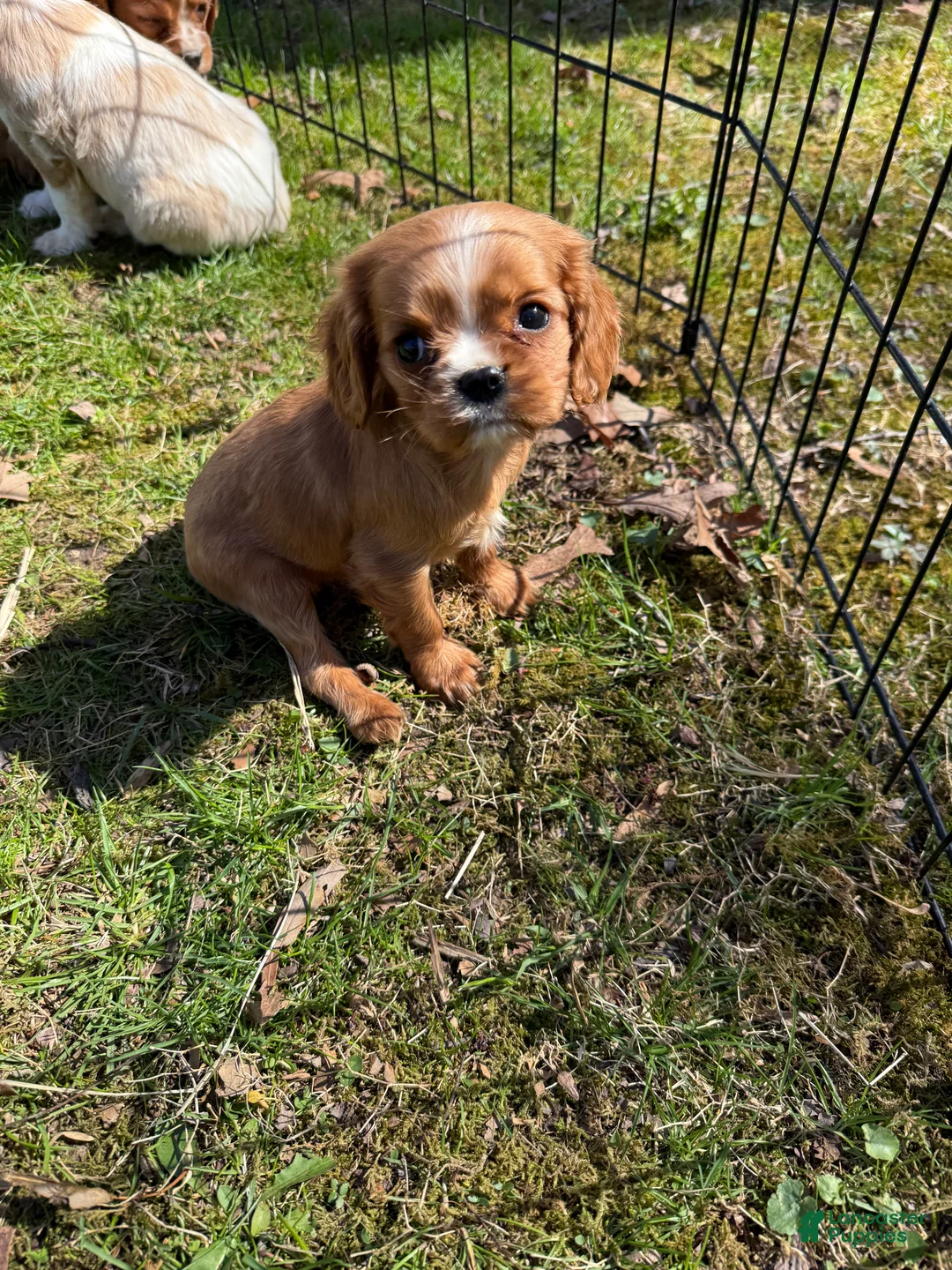 Cavalier King Charles Spaniel dogs for sale: Cavalier King Charles Spaniel Puppy 2 - Ad 2