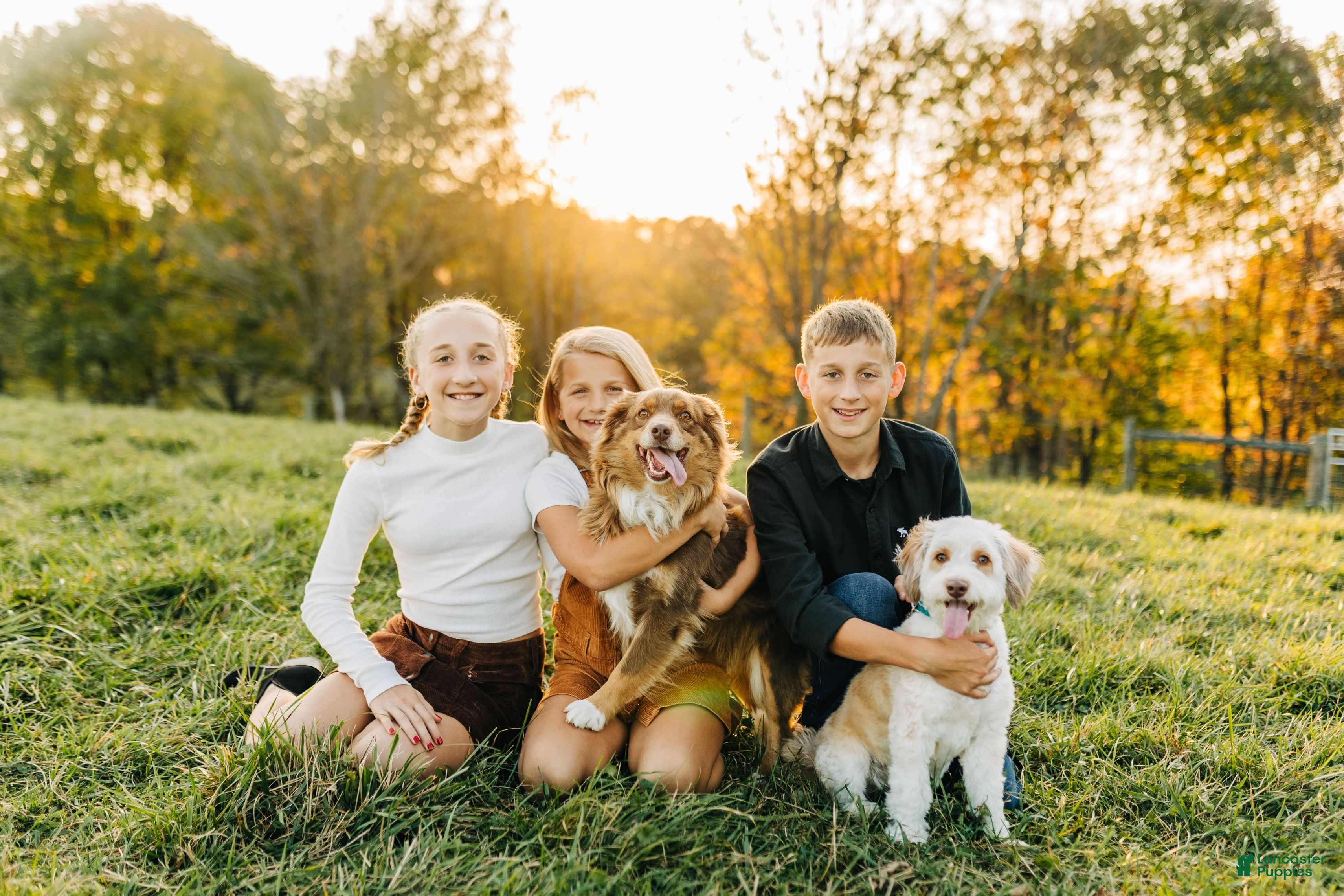 Mini Aussiedoodle dogs Leo - Ad 2