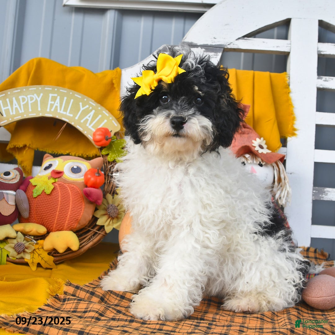 Lhasapoo dogs for sale: Oreo - Ad 2