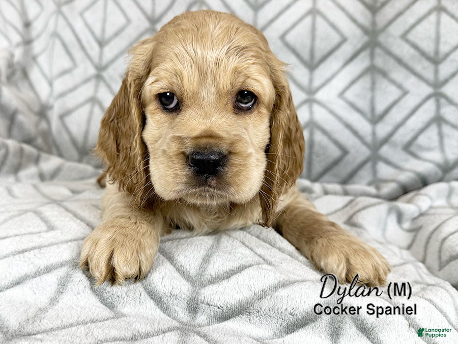 Cocker Spaniel dogs Dylan - Ad 2