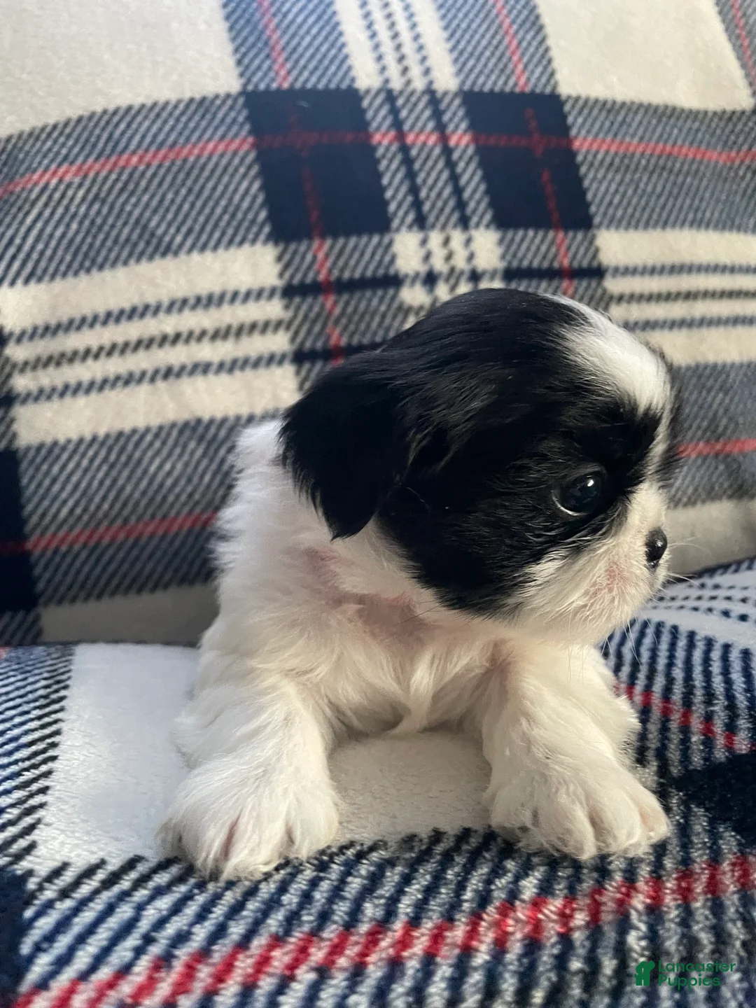 Mixed Breed dogs for sale: Poppy - Ad 2