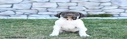 German Shorthaired Pointer dogs for sale: Mila - Ad 4