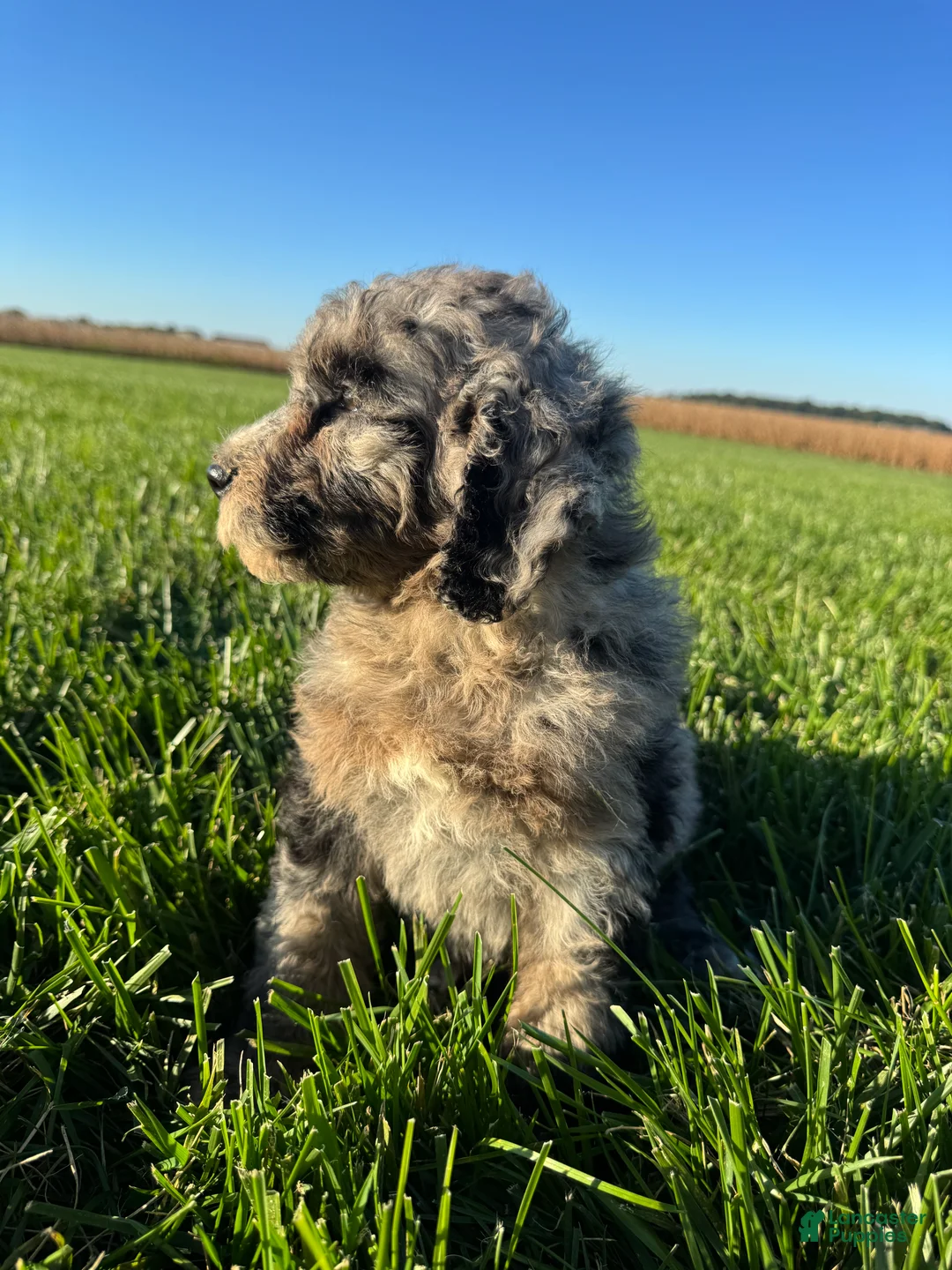 Mini Bernedoodle dogs for sale: Dolly - Ad 2