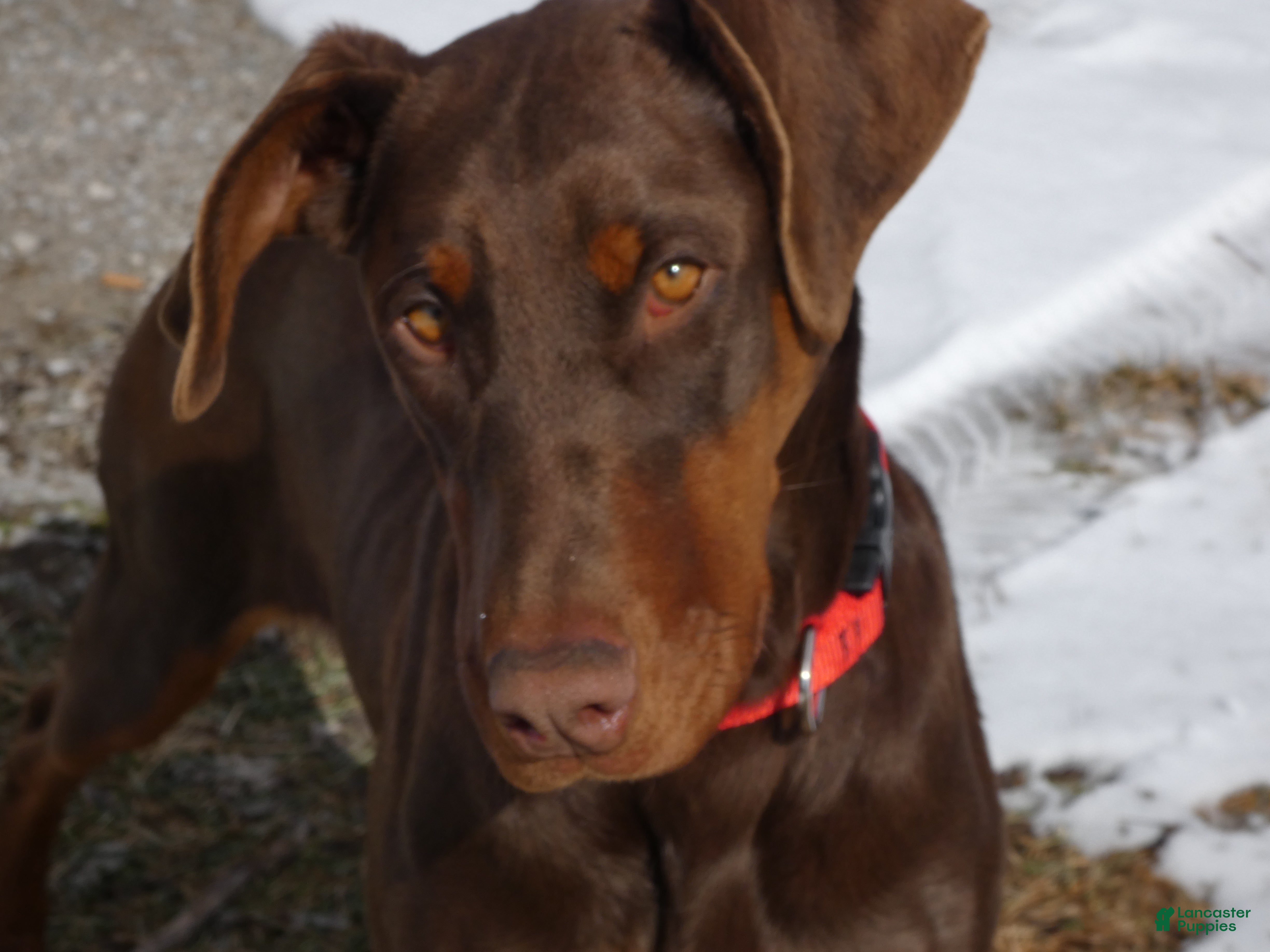 Doberman Pinscher dogs Doberman Pinscher Puppy 1 Mia - Ad 41