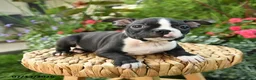 Boston Terrier dogs for sale: Benett - Ad 4