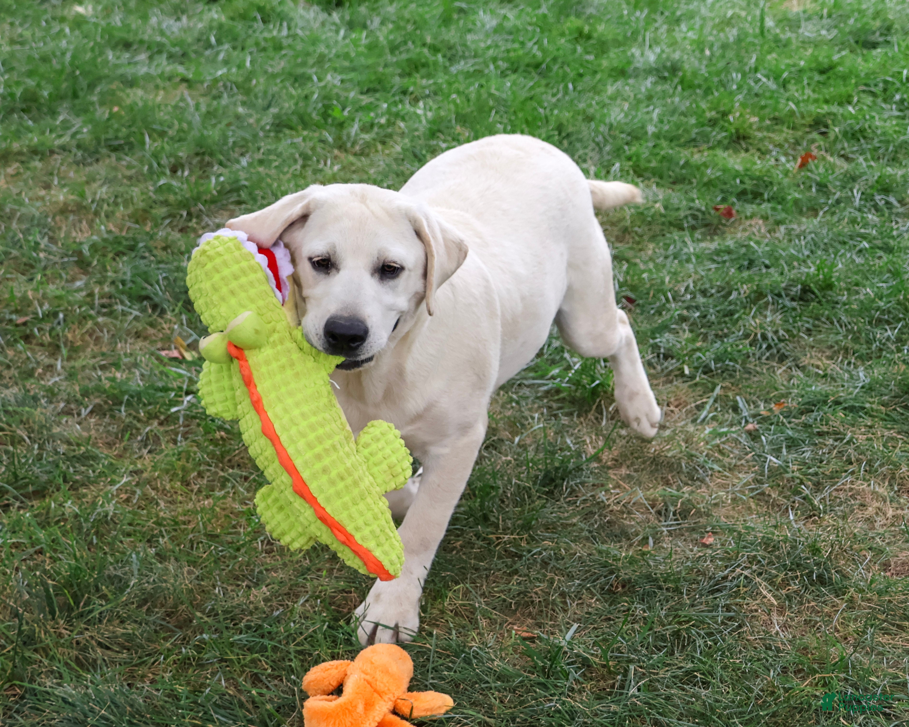 Labrador Retriever dogs Percival - Ad 2