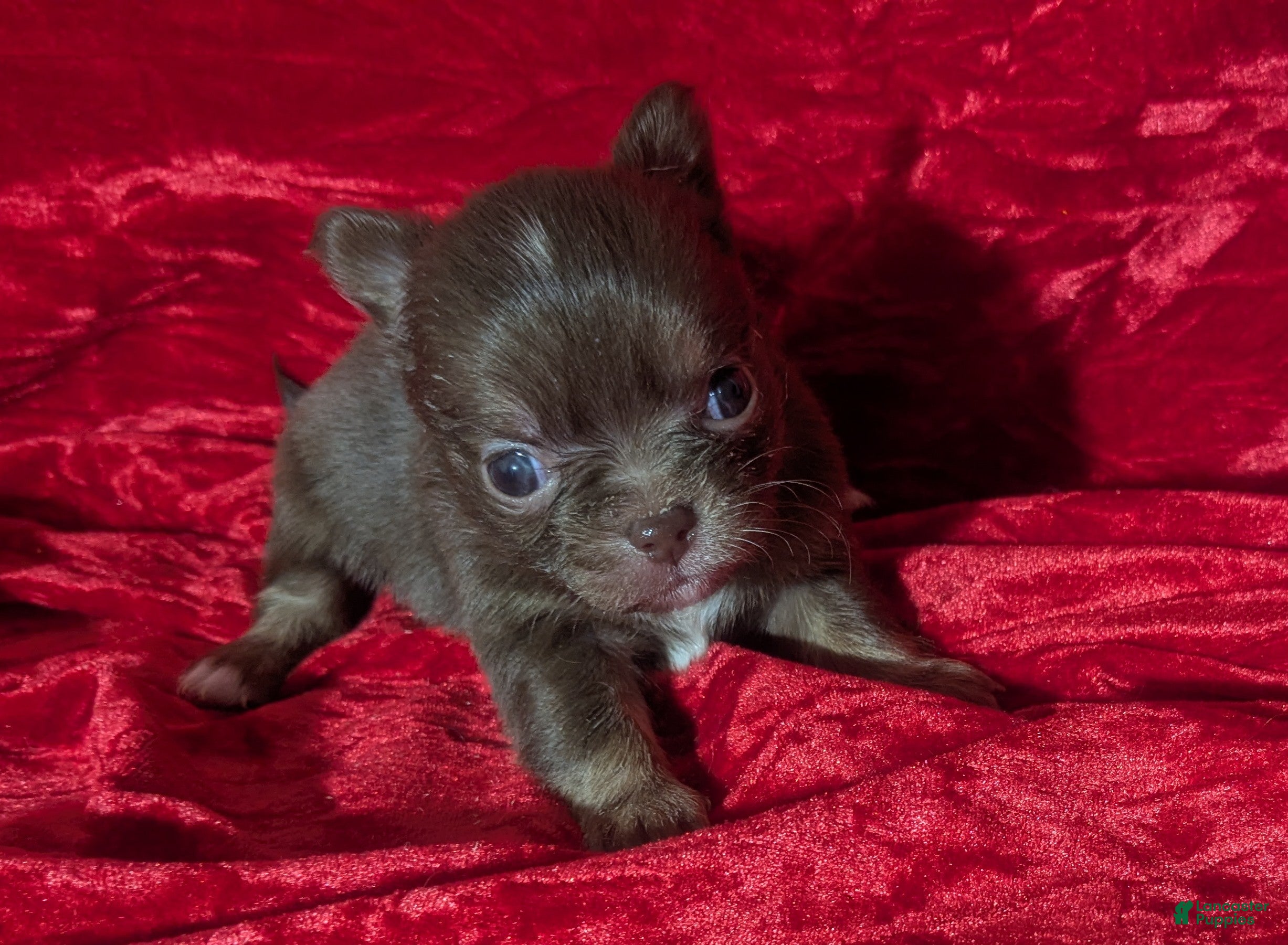 Chihuahua dogs Ruby Long Coat Female  - Ad 14