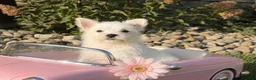 West Highland Terrier dogs for sale: Annie - Ad 3