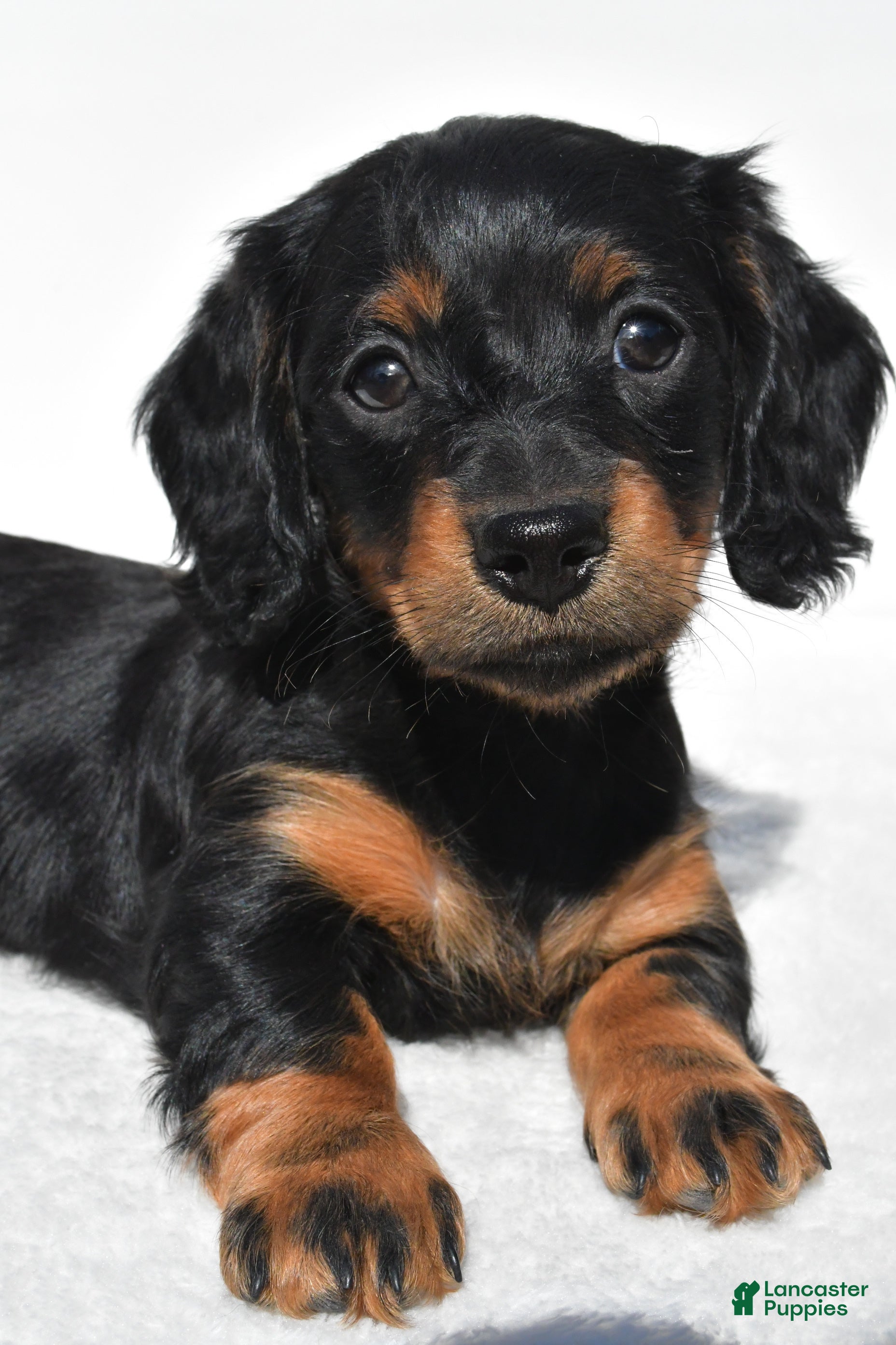 Miniature Dachshund dogs for sale: Anna - Ad 9