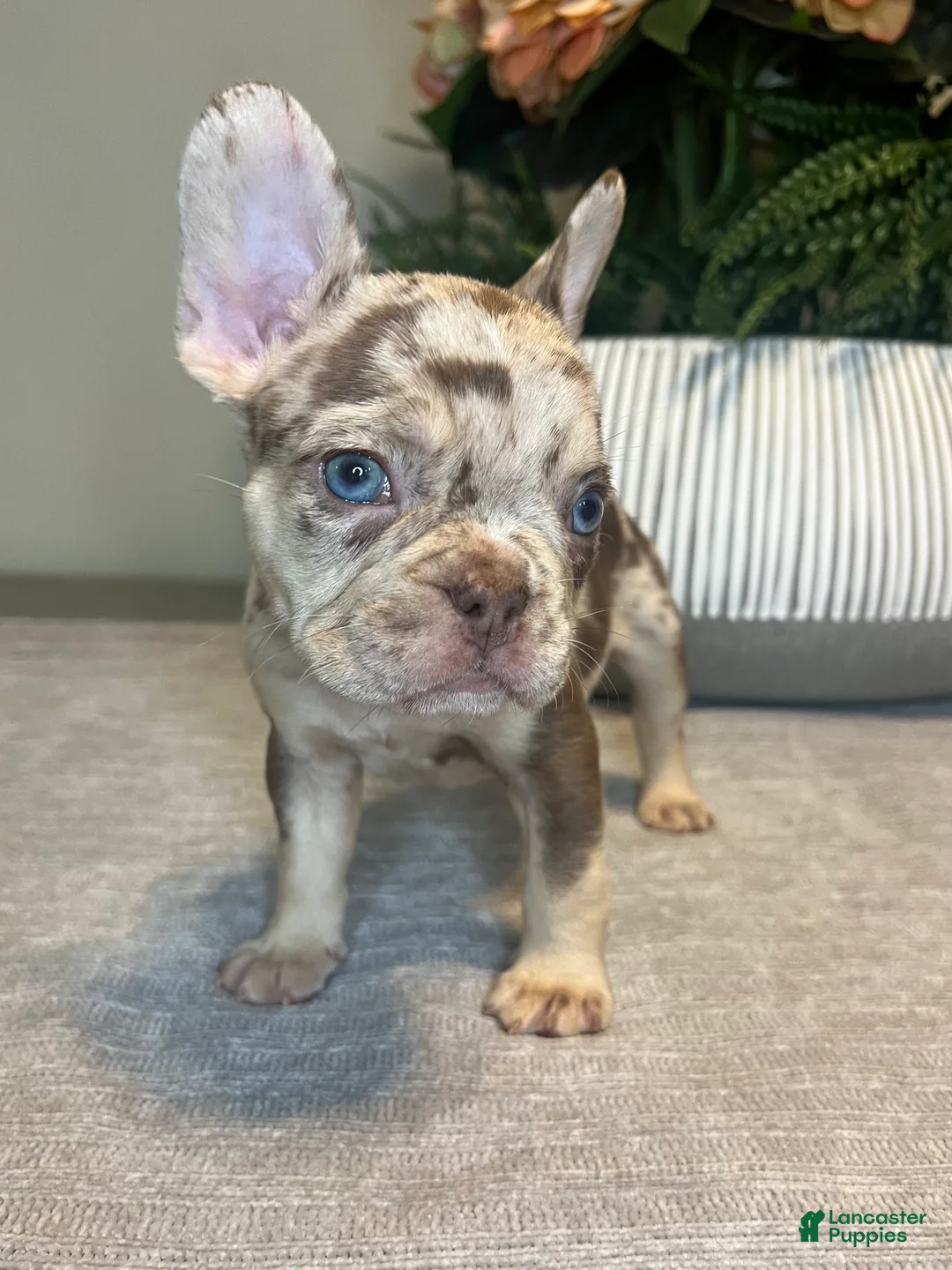 French Bulldog dogs for sale: Reese’s  - Ad 4