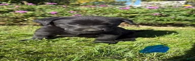 Labrador Retriever 3