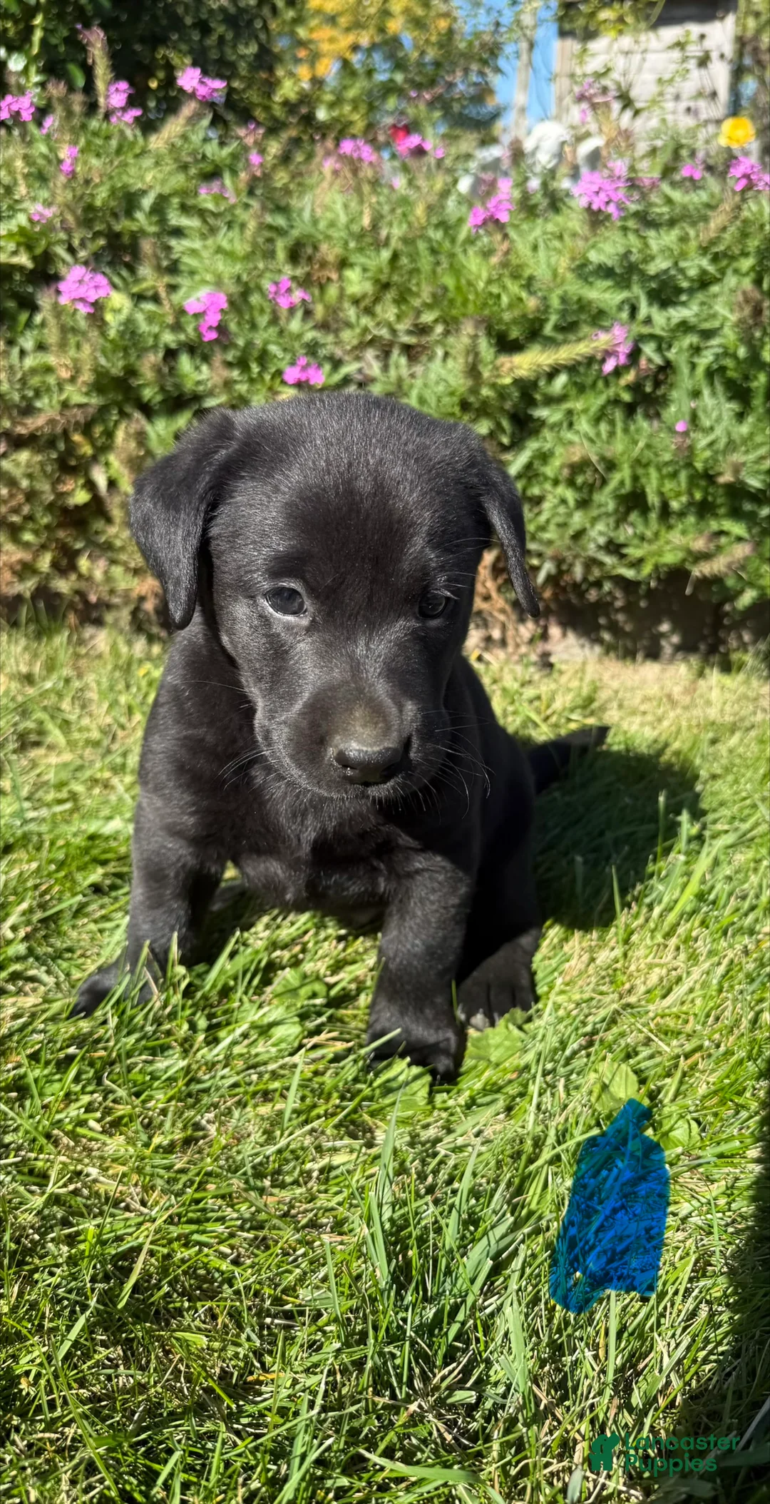 Labrador Retriever dogs for sale: Labrador Retriever 3 - Ad 1