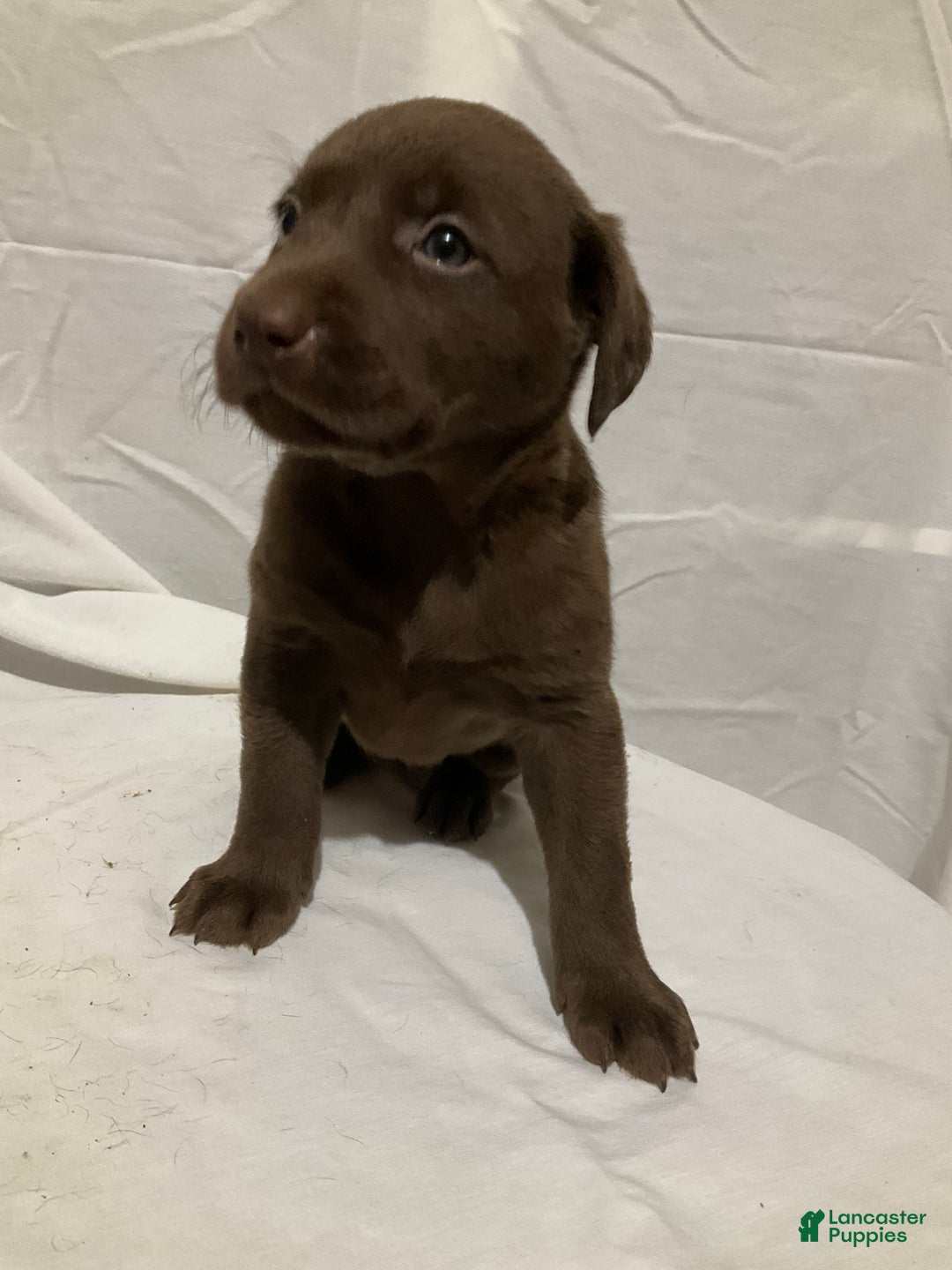 Labrador Retriever dogs for sale: Willow - Ad 9