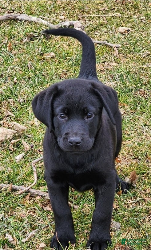 Labrador Retriever dogs Poppy - Ad 6