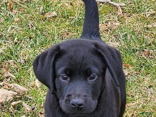 Labrador Retriever dogs Poppy - Ad 6