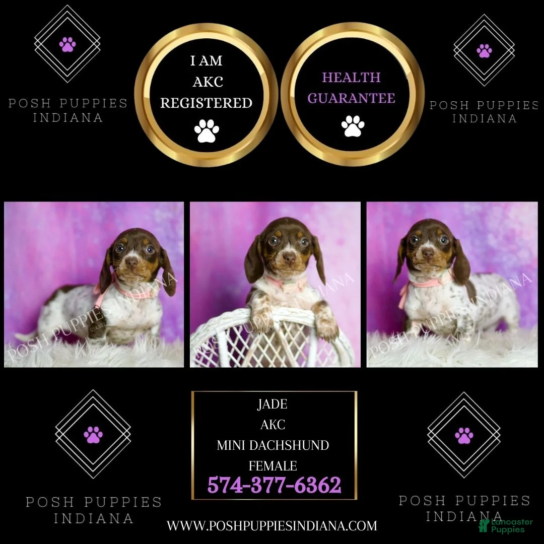 Miniature Dachshund dogs for sale: Jade - Ad 7