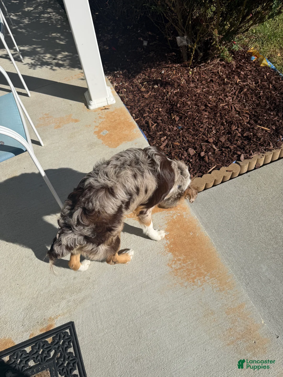 Miniature Australian Shepherd dogs for sale: Miniature Australian Shepherd - 6 months old - Ad 5