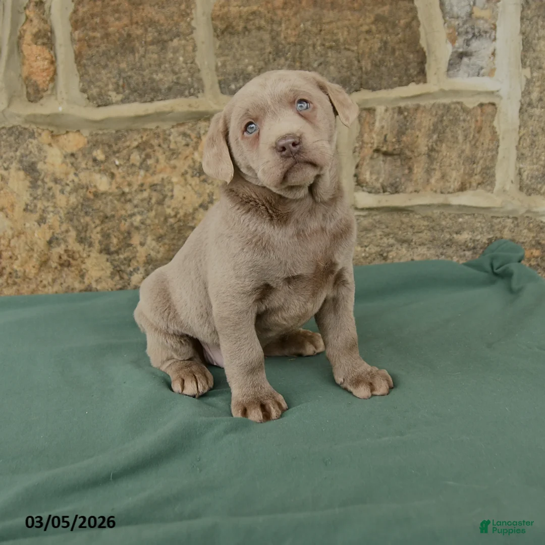 Labrador Retriever dogs for sale: Isabelle - Ad 1