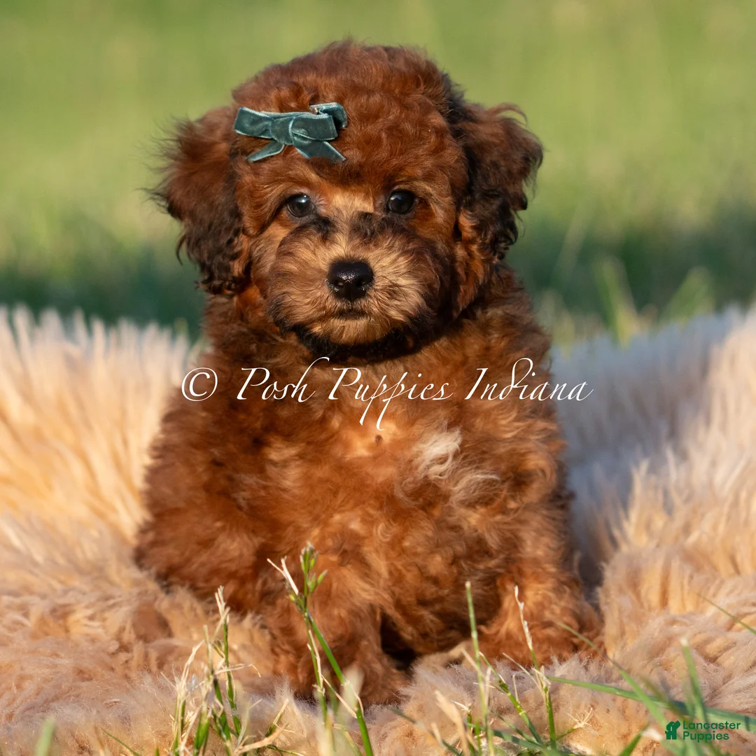 Toy Poodle dogs for sale: Burley AKC - Ad 1