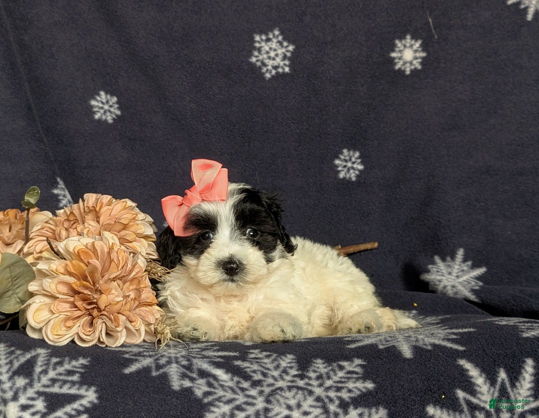 Maltipoo dogs for sale: Destiny - Ad 6