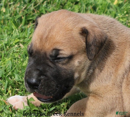 Mixed Breed dogs Bubba - Ad 18