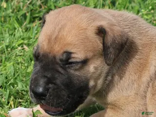 Mixed Breed dogs Bubba - Ad 18