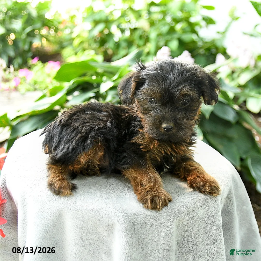 Yorkiepoo dogs for sale: Pryce - Ad 3