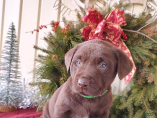 Labrador Retriever dogs for sale: Brax - Ad 4