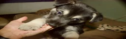 Gerberian Shepsky dogs for sale: Leif - Ad 7