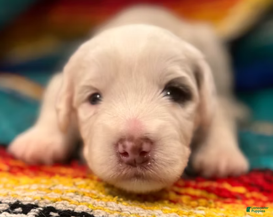 Mini Bernedoodle dogs for sale: Bandit - Ad 2