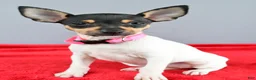 Toy Fox Terrier dogs for sale: Dora - Ad 2